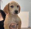 adoptable Dog in  named Grant