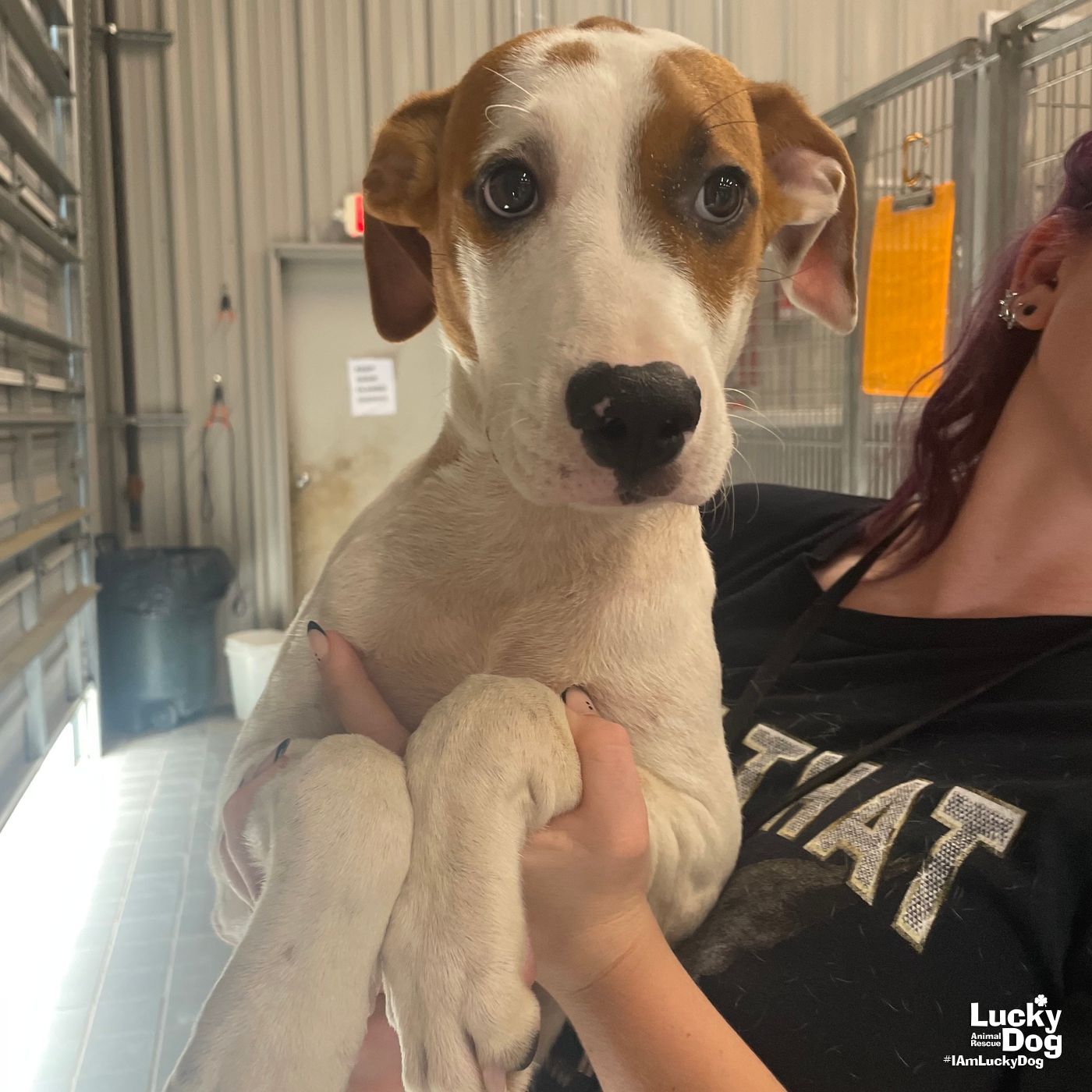 adoptable Dog in Washington, DC named Taylor
