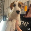 adoptable Dog in  named Taylor