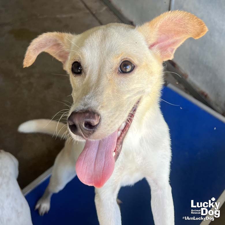 adoptable Dog in Washington, DC named Connie