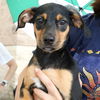 adoptable Dog in , DC named Delly