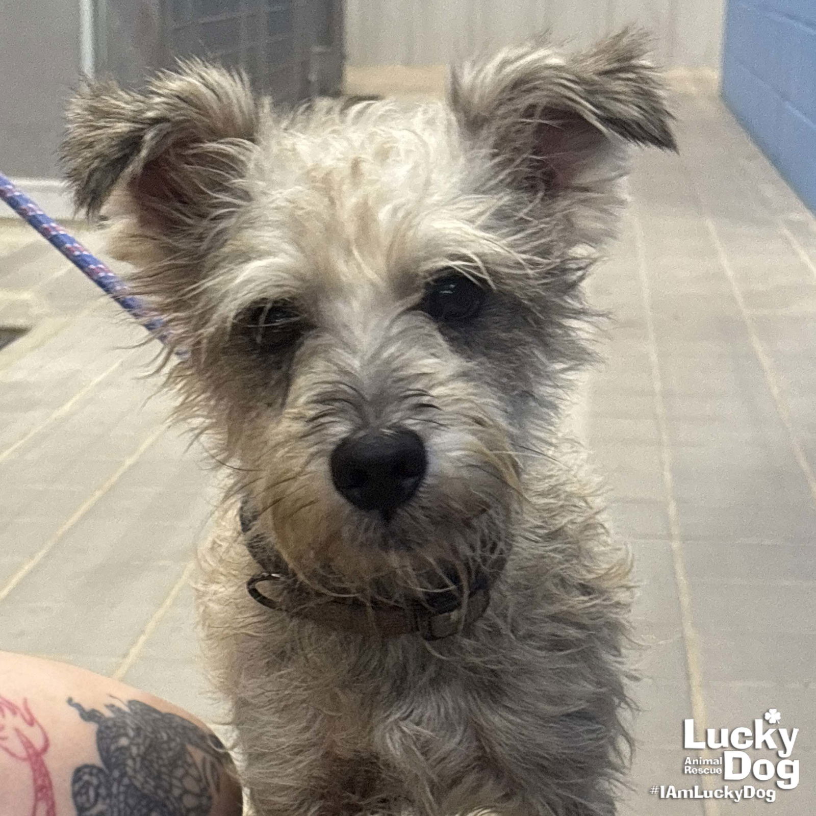 adoptable Dog in Washington, DC named Walker