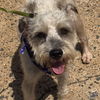 adoptable Dog in , DC named Walker