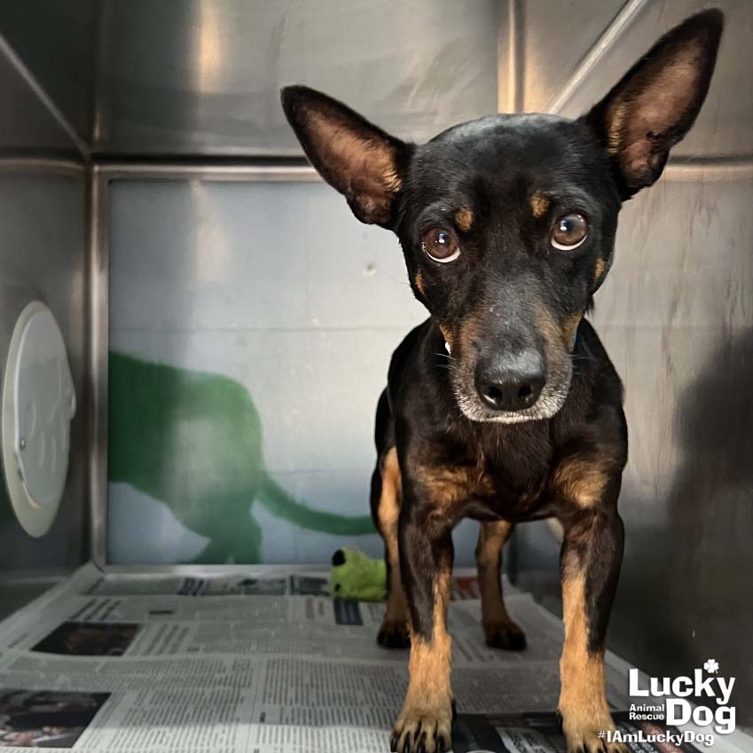 adoptable Dog in Washington, DC named Wiz