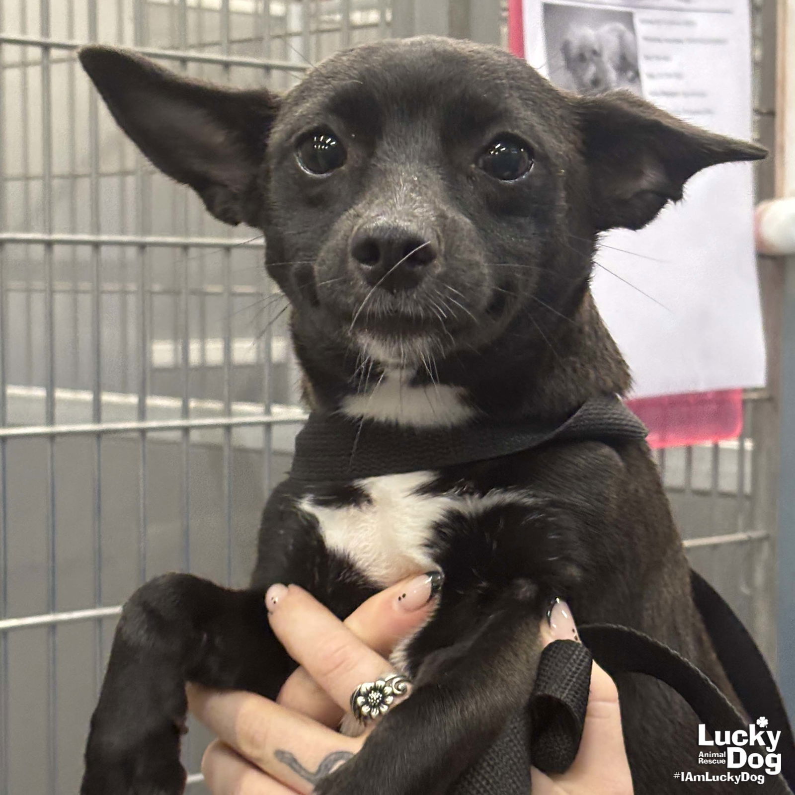 adoptable Dog in Washington, DC named Kylie