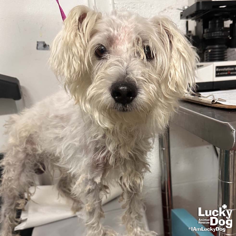 adoptable Dog in Washington, DC named Fraizer