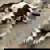 adoptable Dog in  named Chip