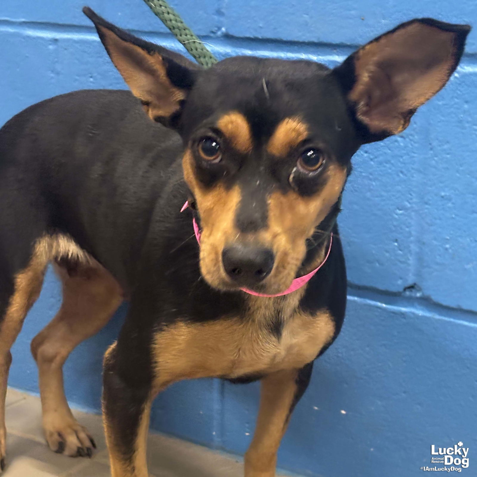 adoptable Dog in Washington, DC named Dr. Pepper