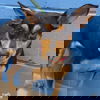 adoptable Dog in  named Dr. Pepper