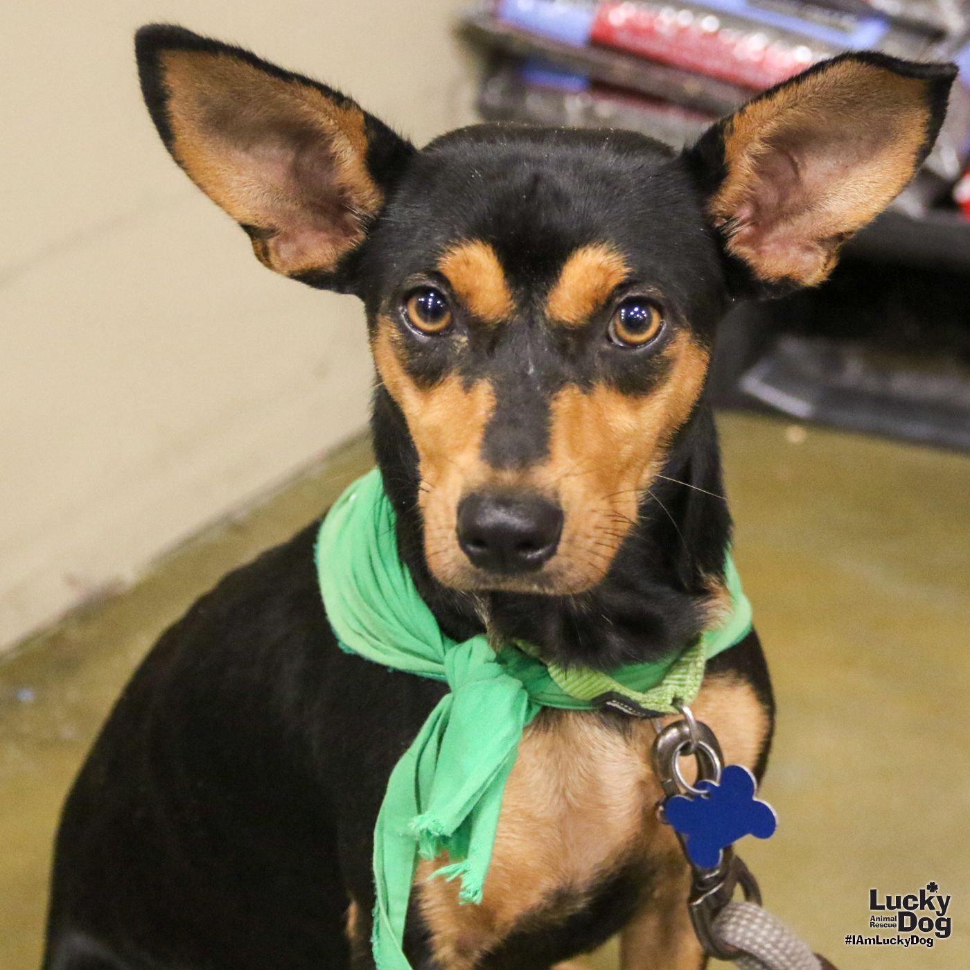 adoptable Dog in Washington, DC named Dr. Pepper