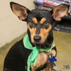 adoptable Dog in , DC named Dr. Pepper