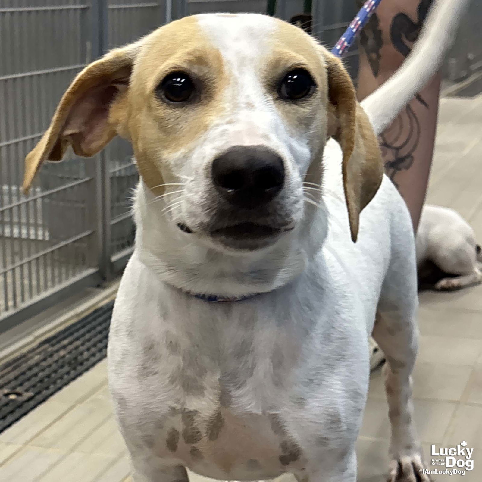 adoptable Dog in Washington, DC named Dale