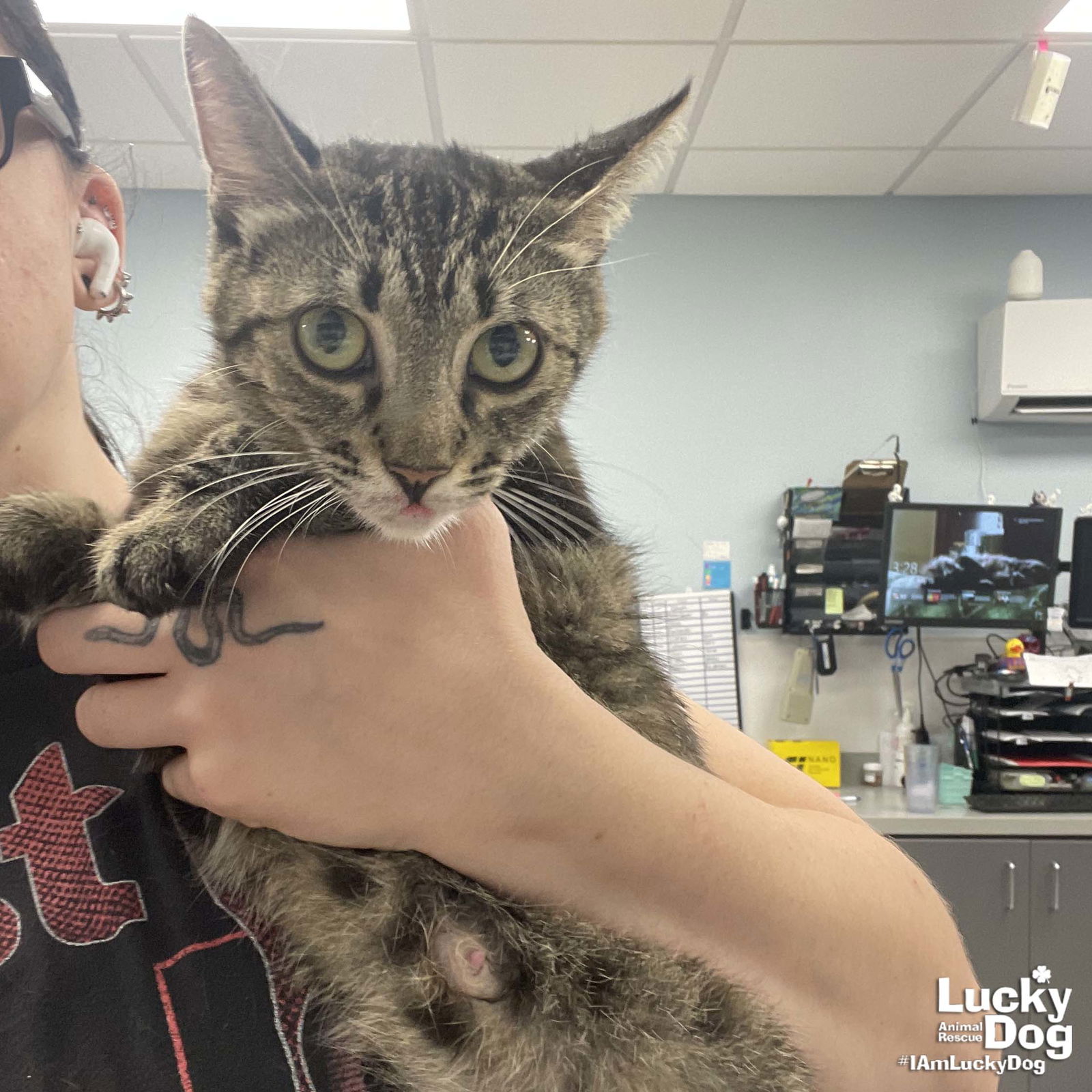 adoptable Cat in Washington, DC named Nancy