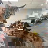 adoptable Cat in , DC named Nancy