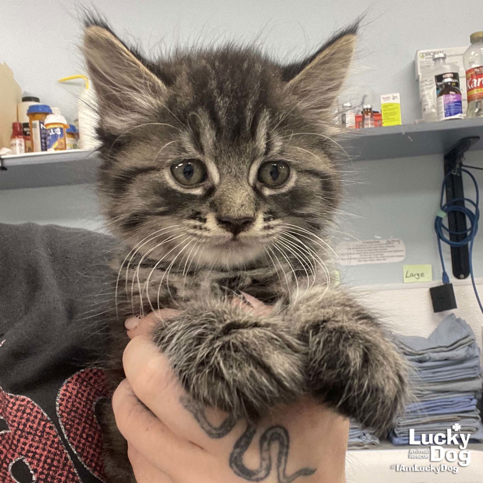adoptable Cat in Washington, DC named Nino