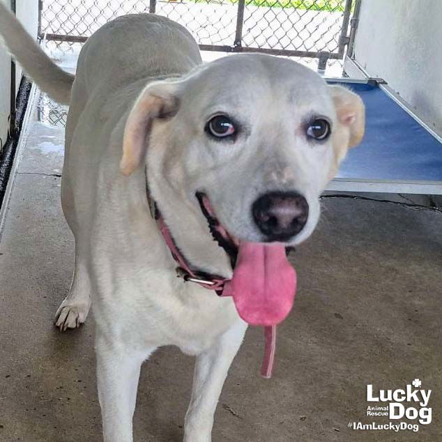 adoptable Dog in Washington, DC named Girly Pop