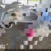 adoptable Dog in , DC named Girly Pop
