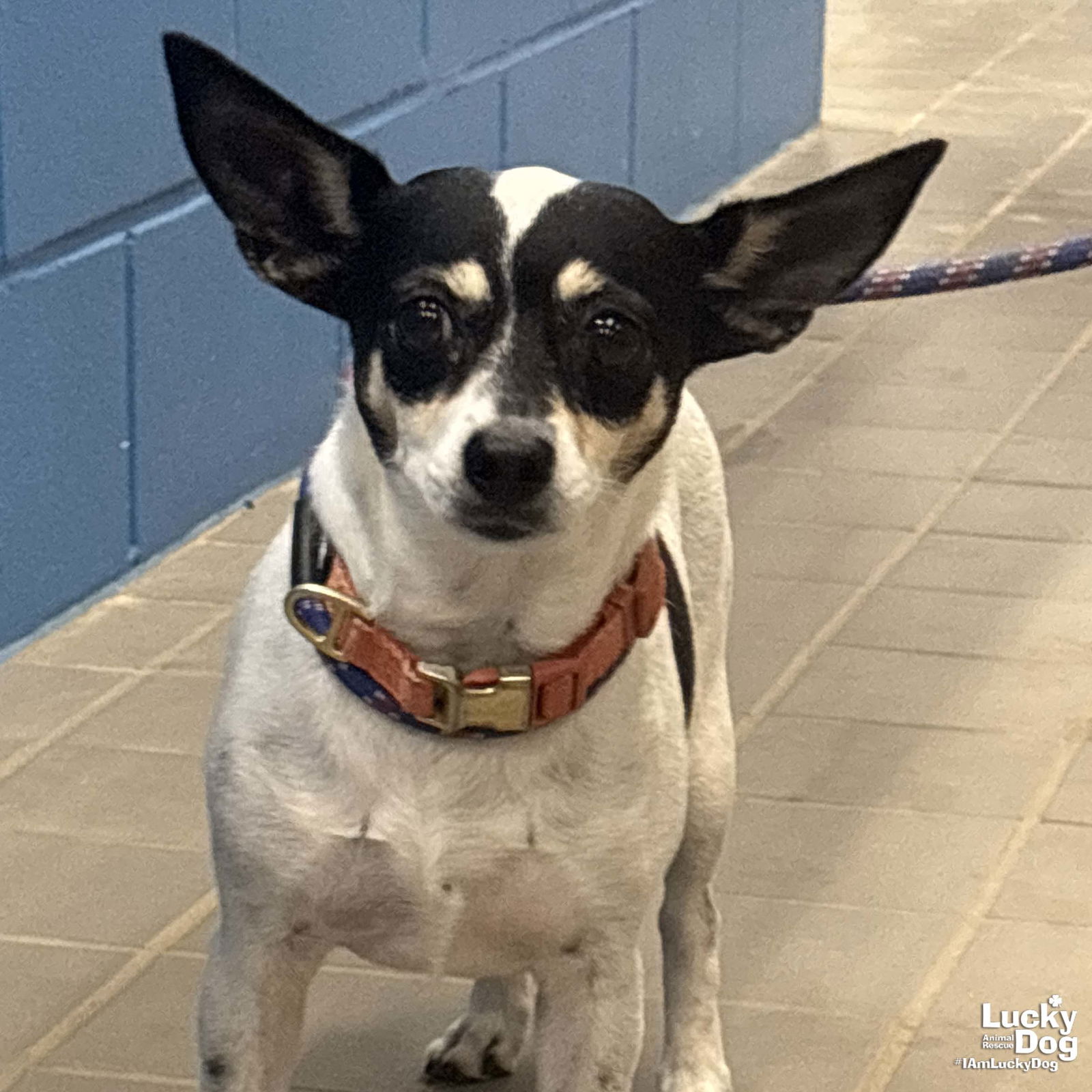 adoptable Dog in Washington, DC named Hazel