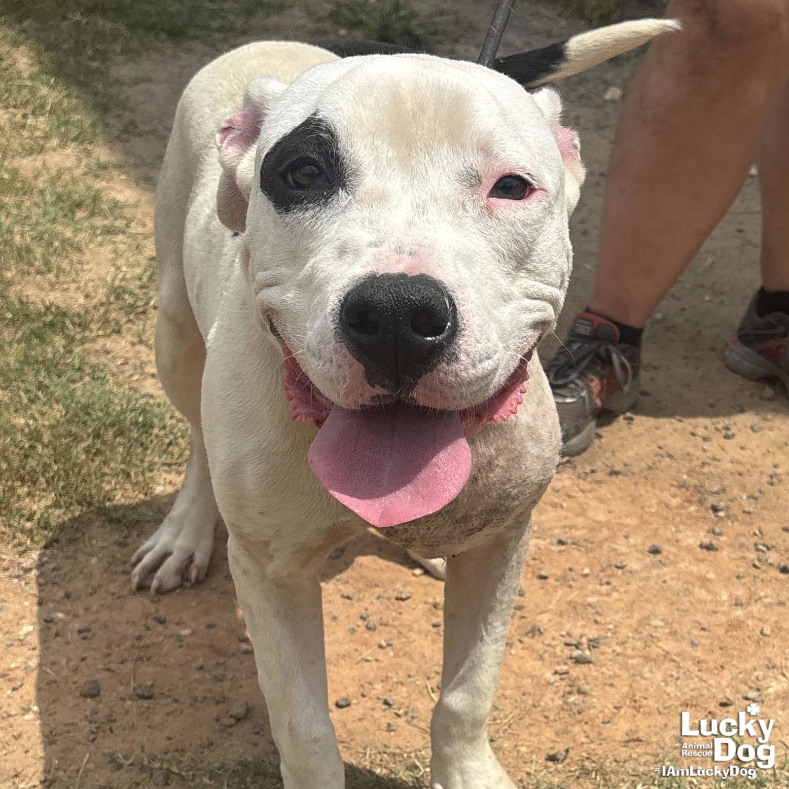 adoptable Dog in Washington, DC named Tito