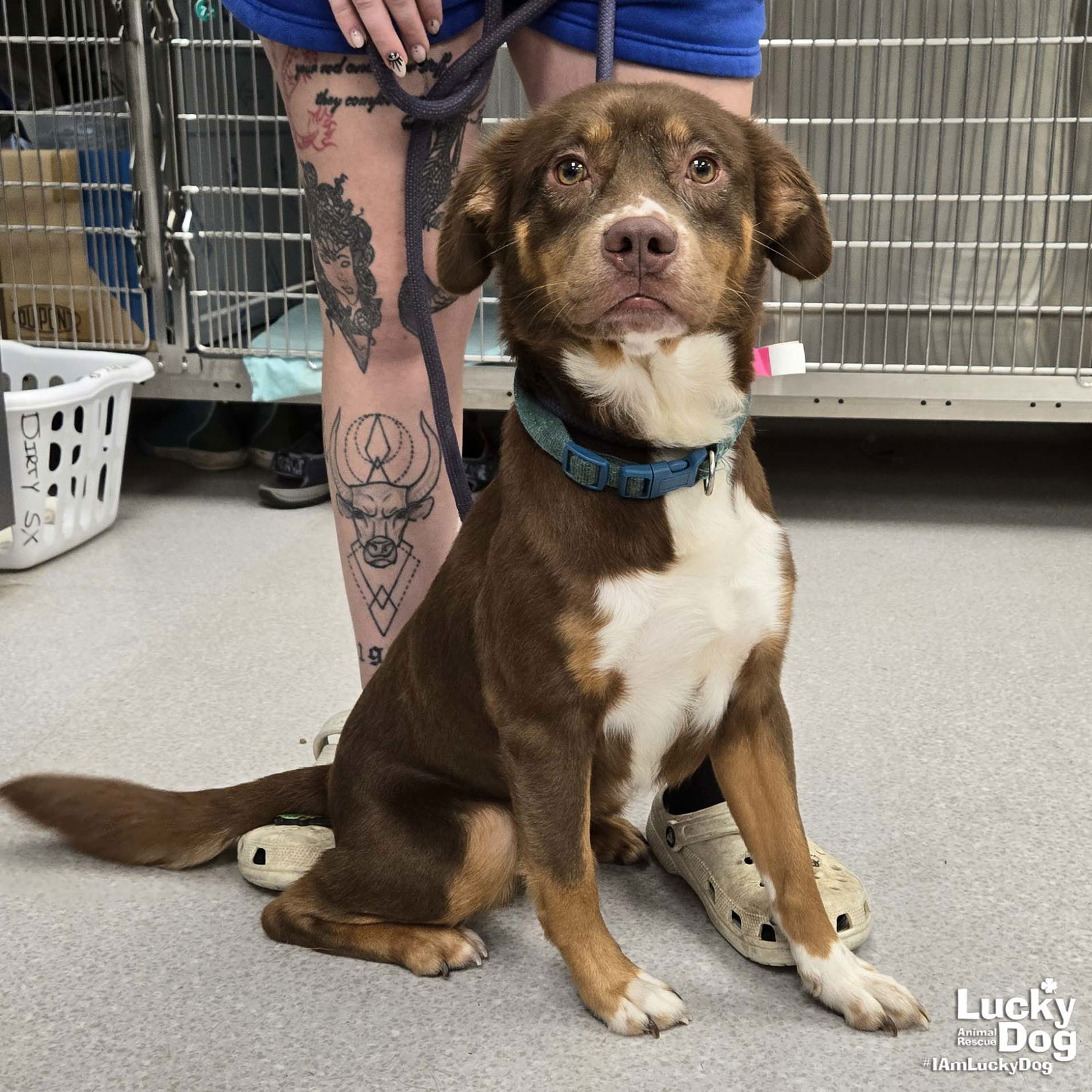 adoptable Dog in Washington, DC named Wilbur