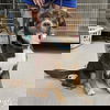 adoptable Dog in , DC named Wilbur