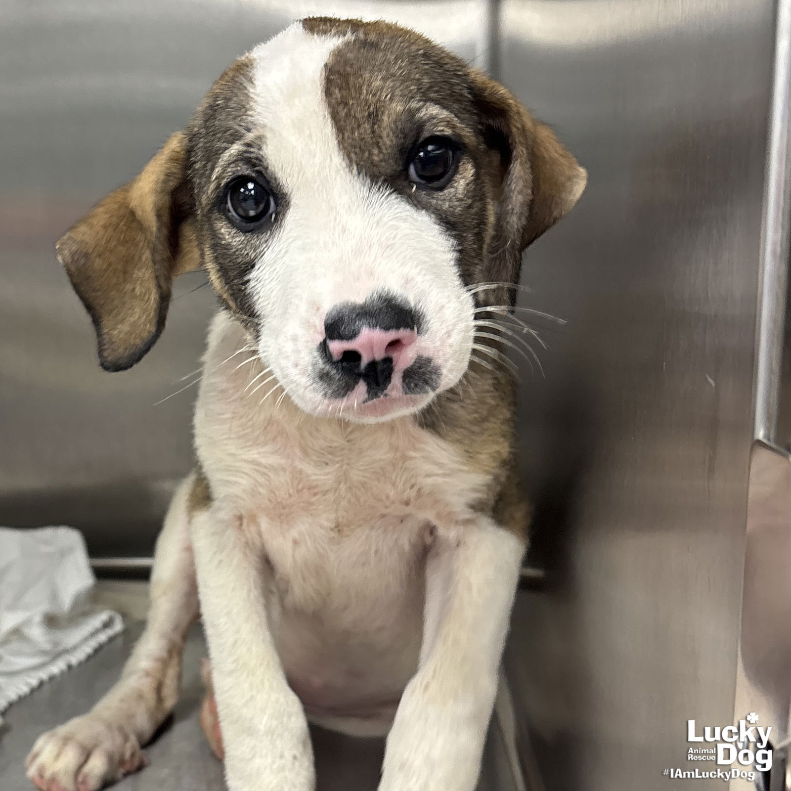 adoptable Dog in Washington, DC named Lisa