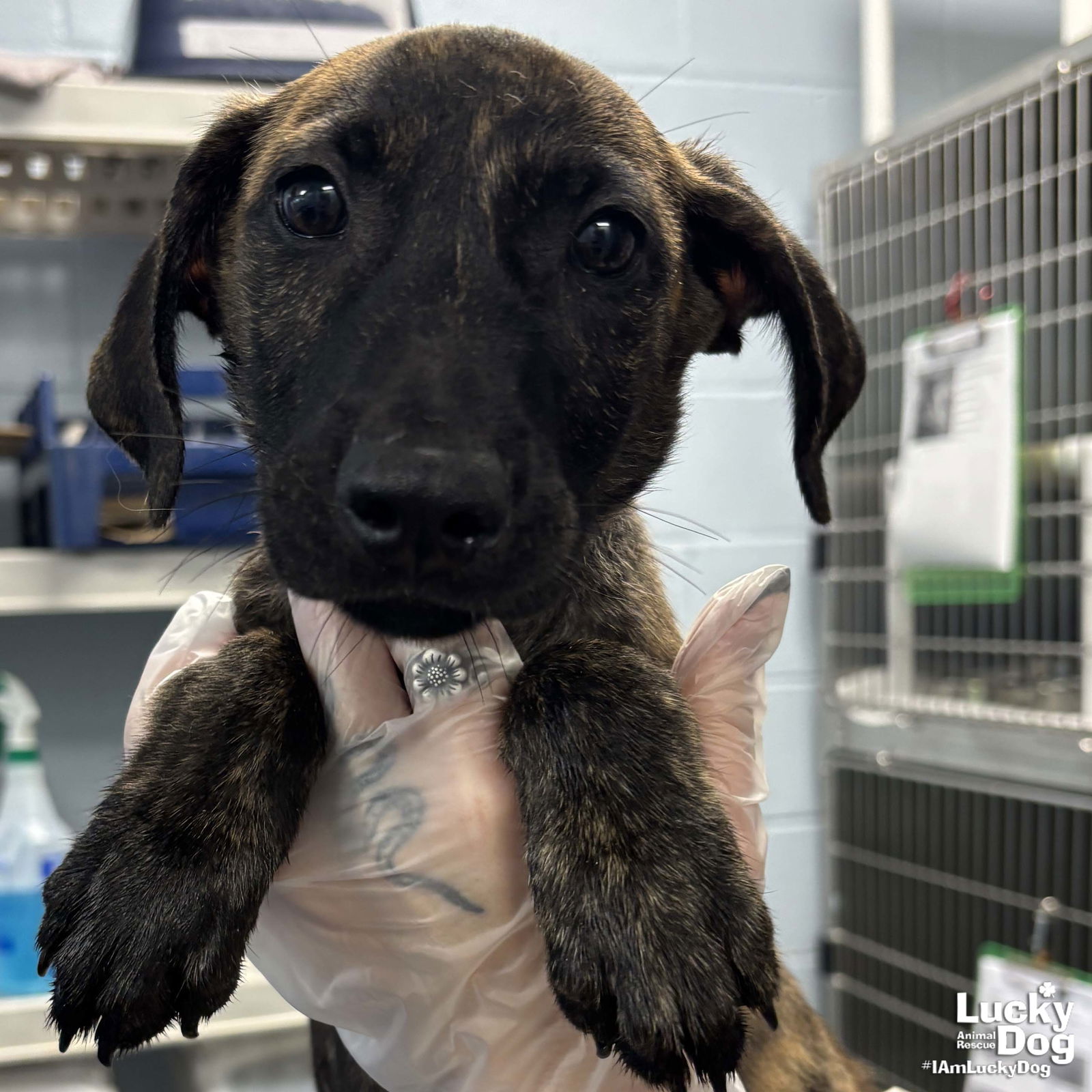 adoptable Dog in Washington, DC named Ezra