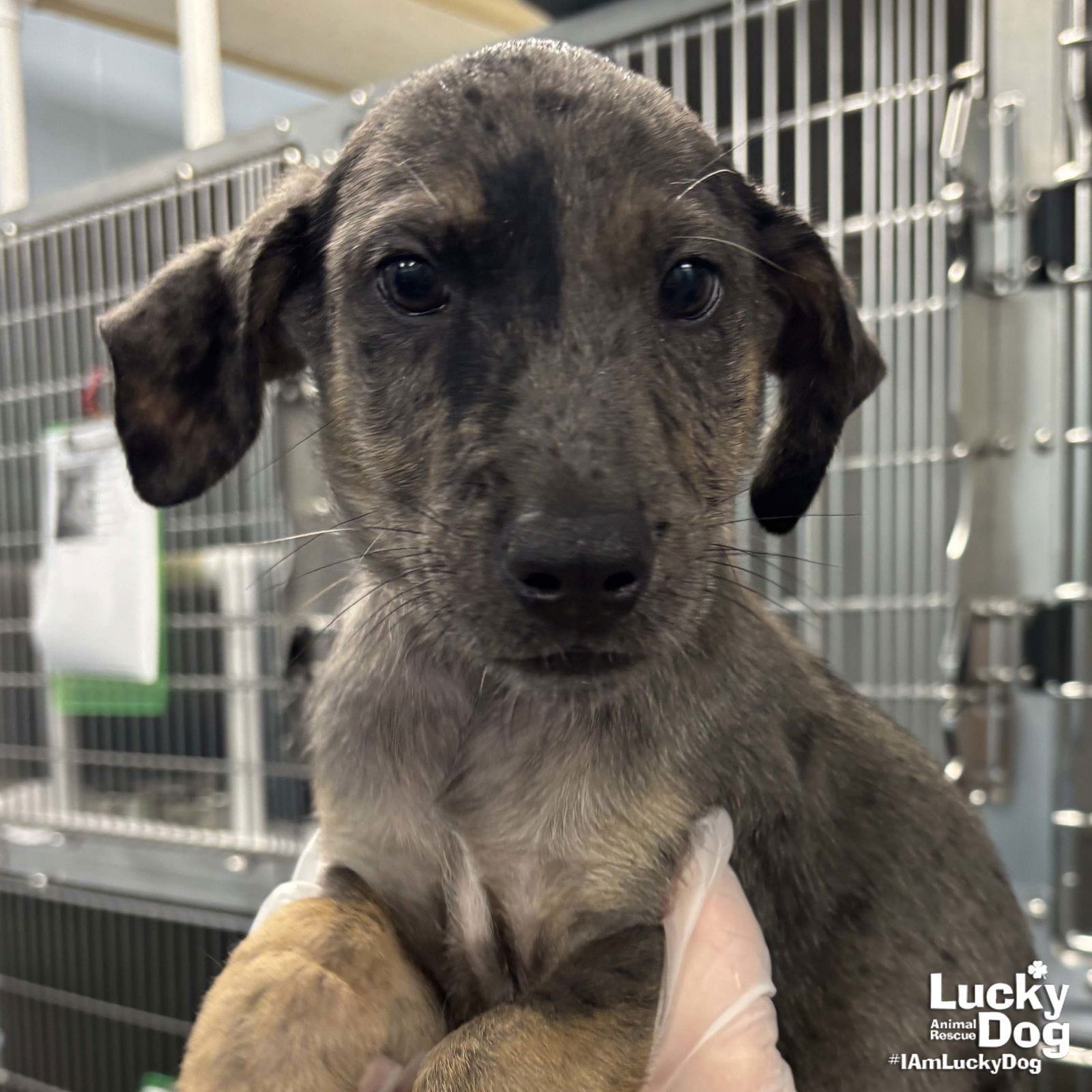 adoptable Dog in Washington, DC named Eric