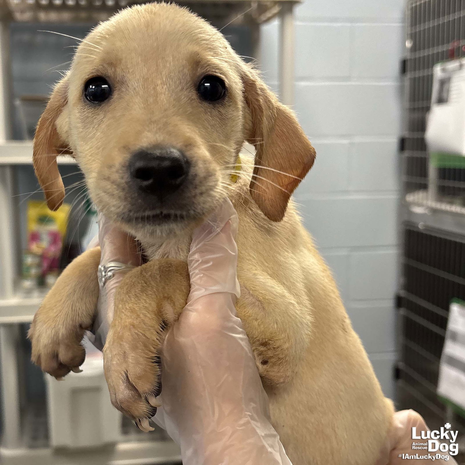 adoptable Dog in Washington, DC named Earlene