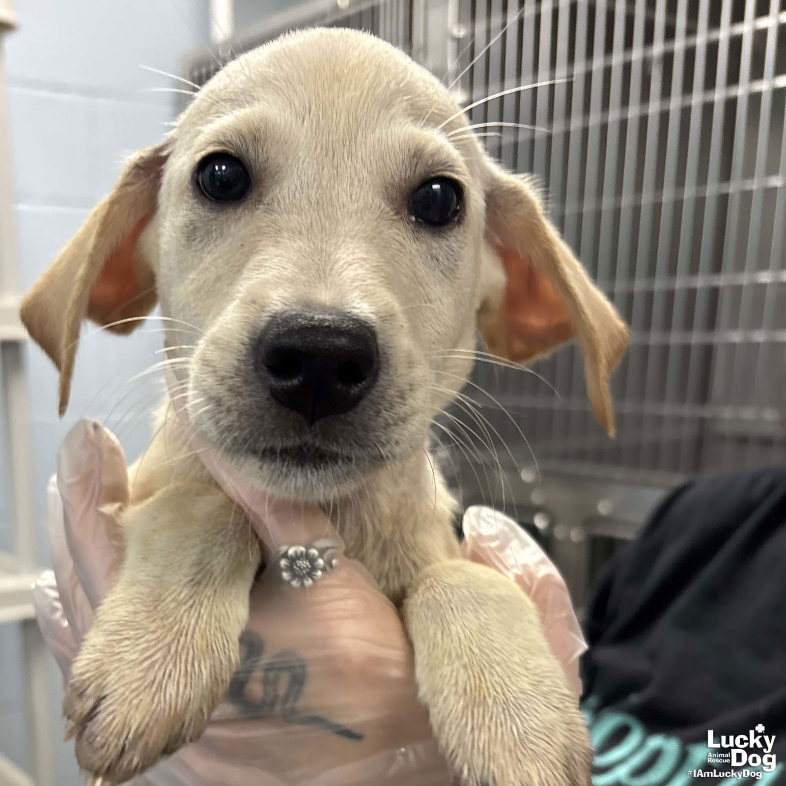 adoptable Dog in Washington, DC named Ellory