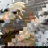 adoptable Dog in  named Ellory