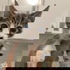 adoptable Cat in  named Barty