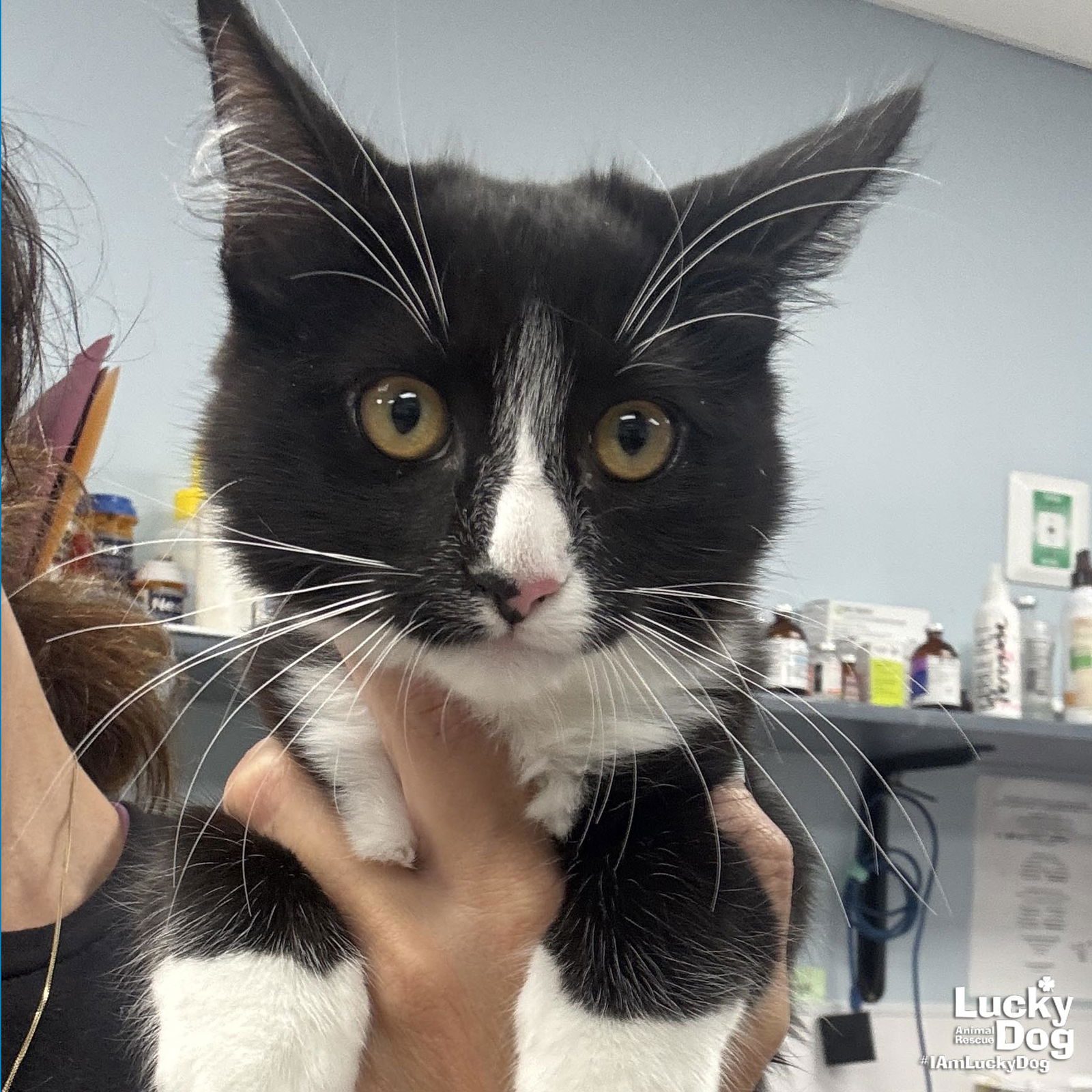 adoptable Cat in Washington, DC named Diamond