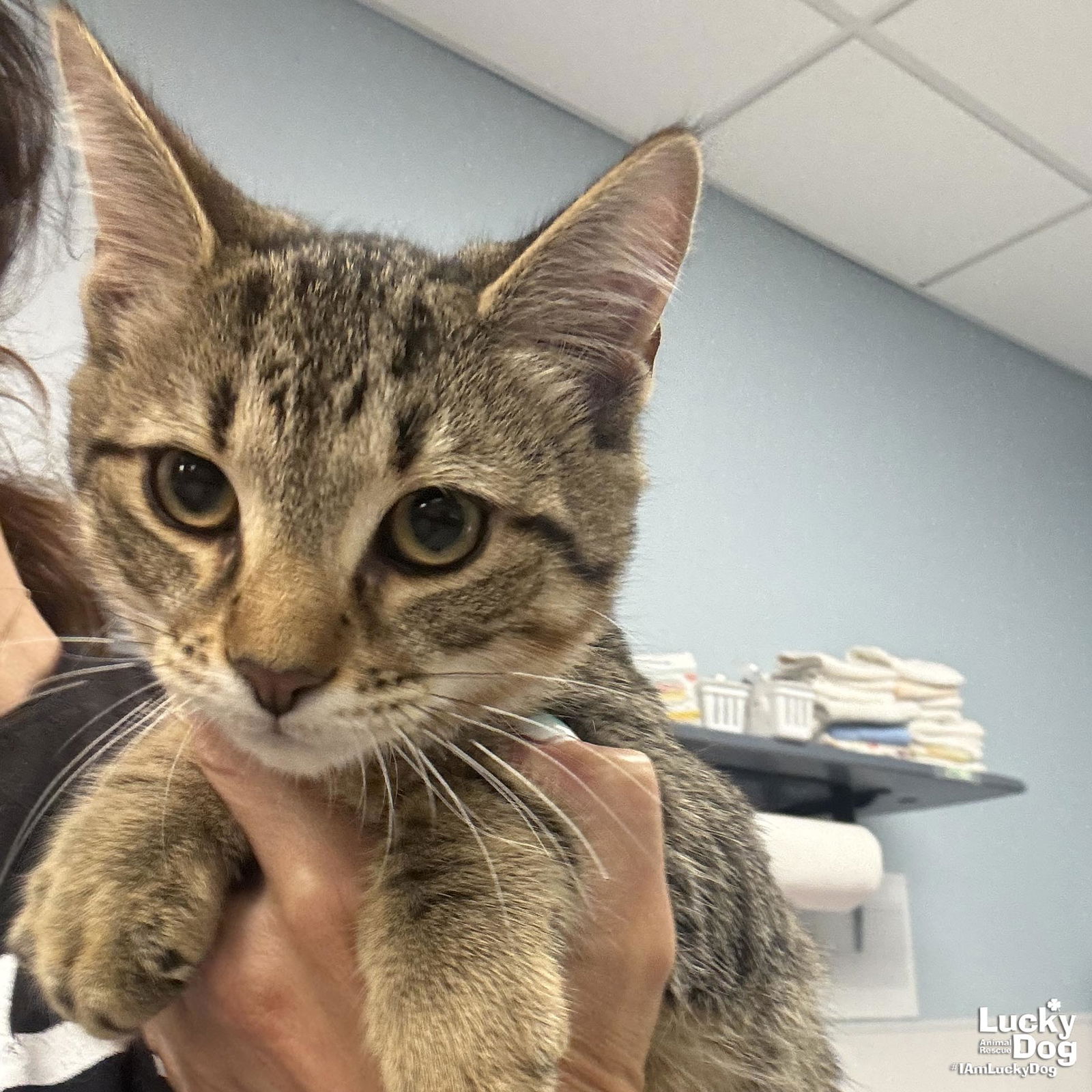 adoptable Cat in Washington, DC named Dante