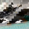 adoptable Cat in , DC named Stelly