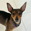 adoptable Dog in , DC named Suzie