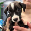 adoptable Dog in , DC named Asteroid