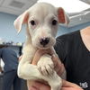 adoptable Dog in , DC named Ambar