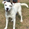 adoptable Dog in , DC named Callum