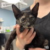 adoptable Cat in , DC named Rosalie