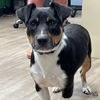 adoptable Dog in , DC named Willy