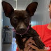 adoptable Dog in , DC named Asphalt