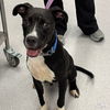 adoptable Dog in , DC named Roscoe