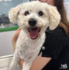 adoptable Dog in , DC named Chewy