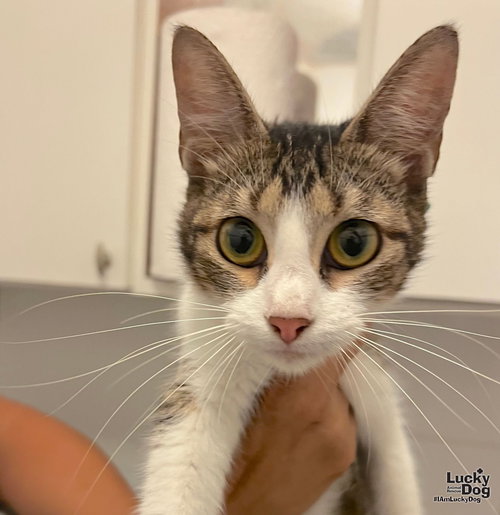 SOLANA - Domestic Short Hair available for adoption