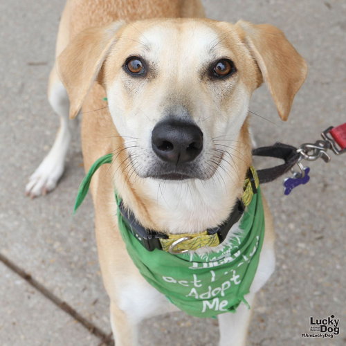 JARED - Labrador Retriever / Shepherd for adoption in Washington