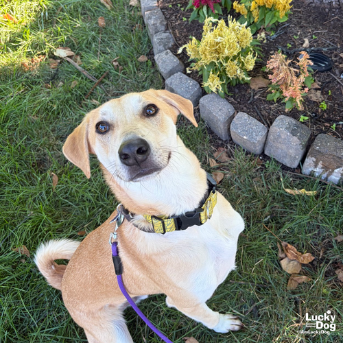 JARED - Labrador Retriever / Shepherd available for adoption