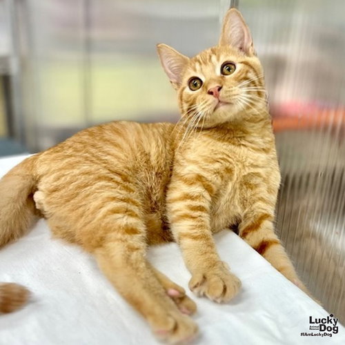 JACOB - Domestic Short Hair / Tabby available for adoption