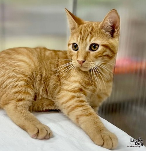 JACOB - Domestic Short Hair / Tabby available for adoption