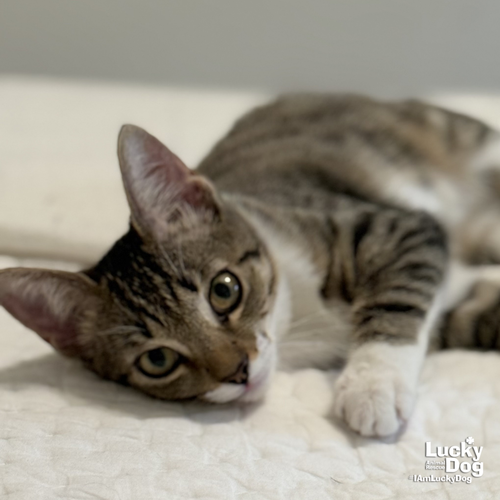 SUPER GIRL - Domestic Short Hair available for adoption